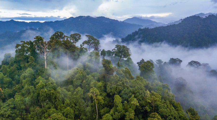 Tambopata
